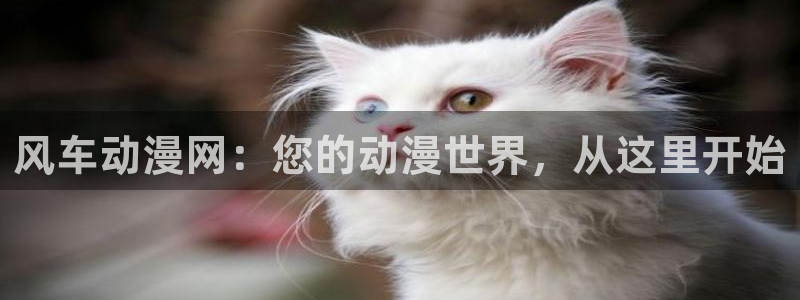 风车动漫m：风车动漫网：您的动漫世界，从这里开始